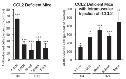 Movement-of-Al-Rho-in-CCL2-Deficient-Mice