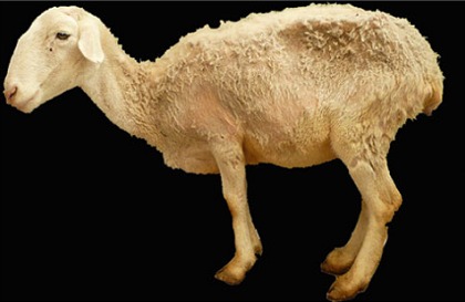 Sheep-with-ASIA