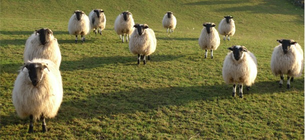 Up to 100% Vaccinated Sheep Contract Chronic Neurological Syndrome: Study